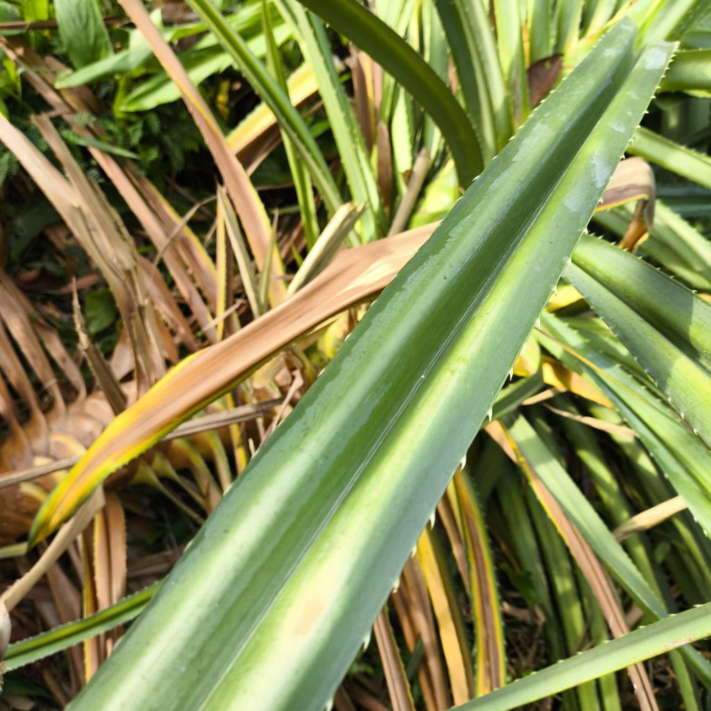 Daun Pandan Berduri / Pandan Hutan / Pandan Duri 1 Lembar