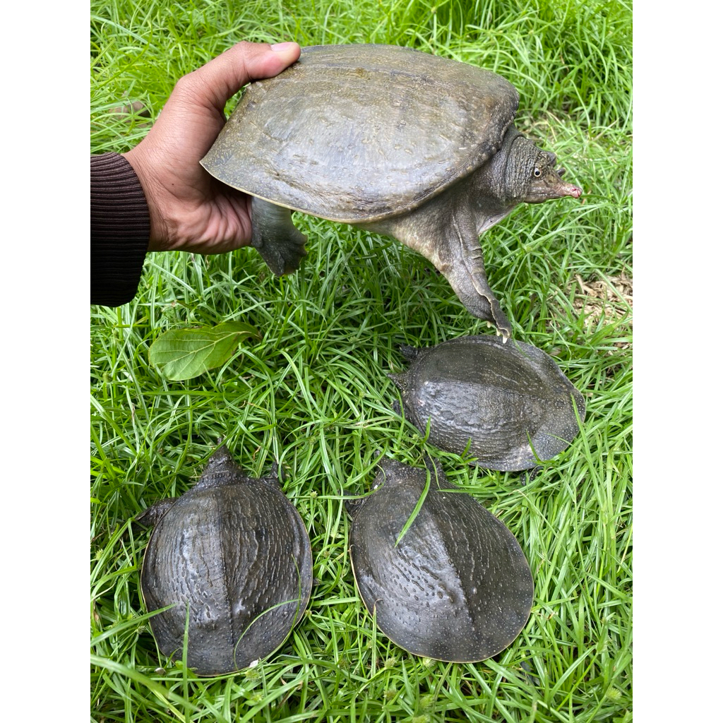 BULUS / LABI-LABI RAKSASA AMYDA CARTYLAGINEA