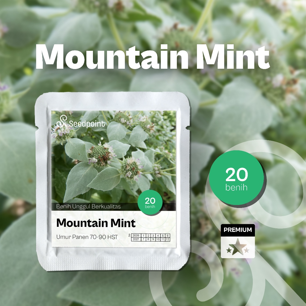 Seedpoint - Benih Bibit Mint Mountain Bibit Daun Mint 20 Benih