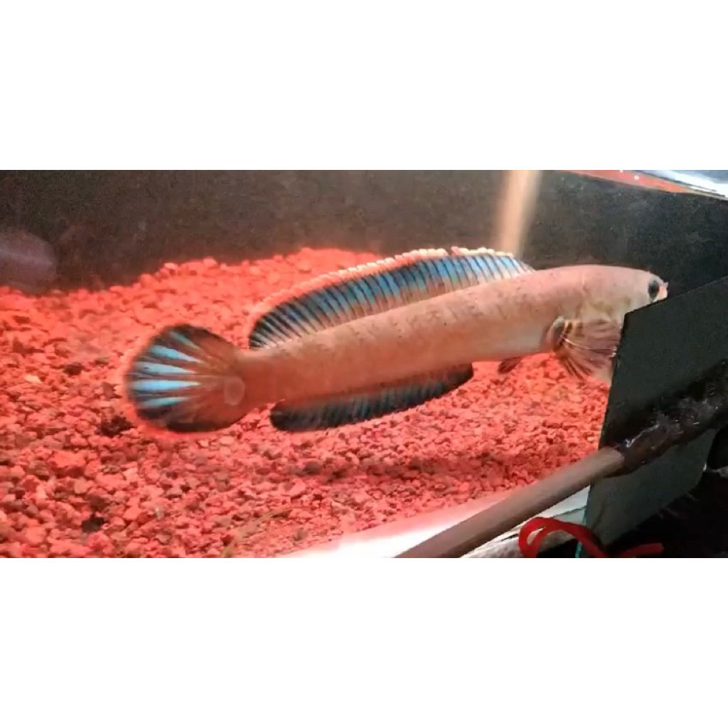 chana limbata