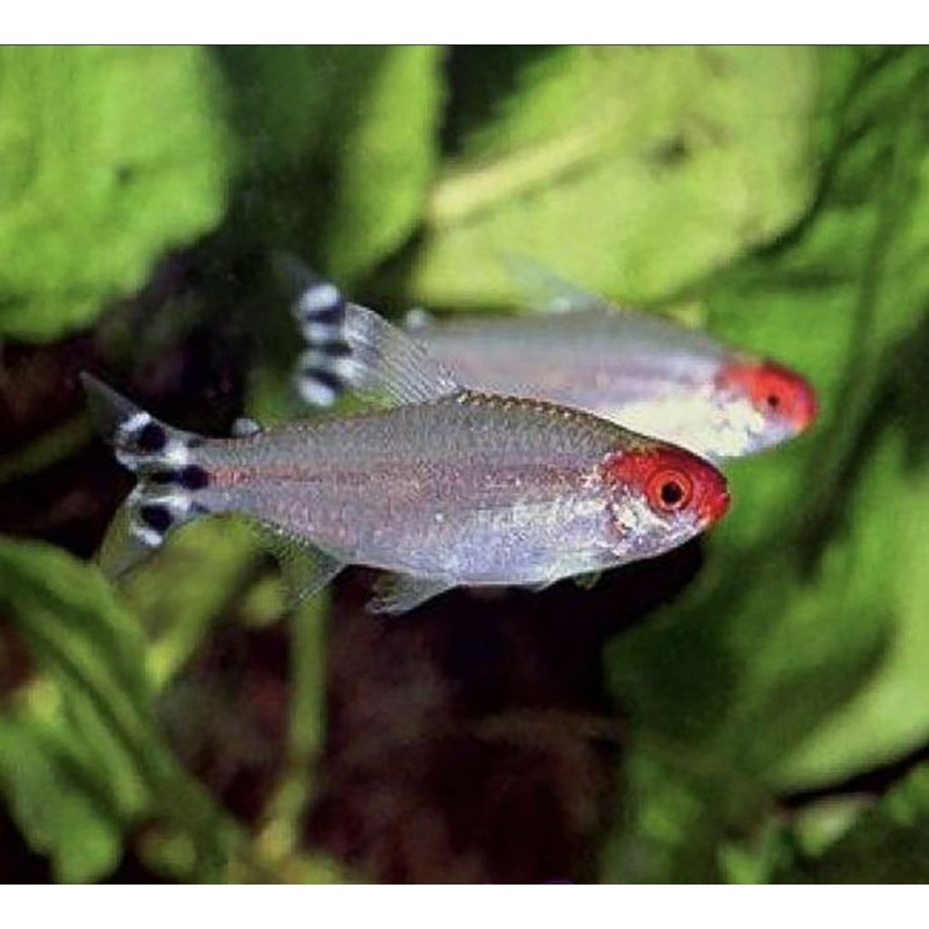 paket ikan red nose rednose tetra 10 ekor hiasan aquarium aquascape