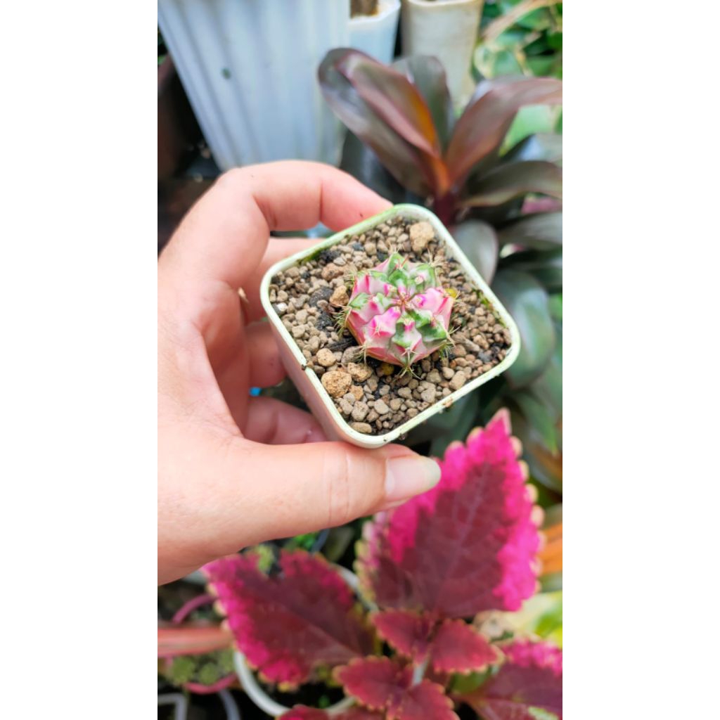 Kaktus Gymnocalycium - Pink Diamond