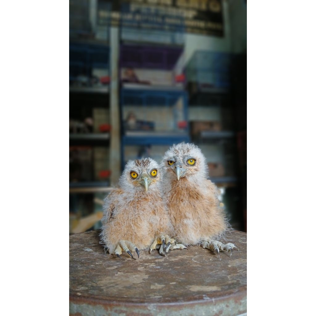 Buffy - owl buffy - burung hantu