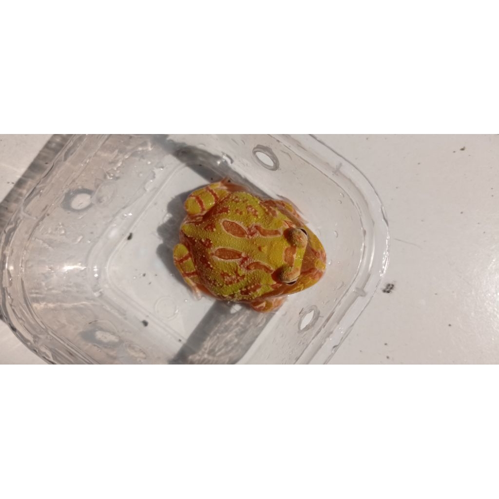 Pacman Frog Albino