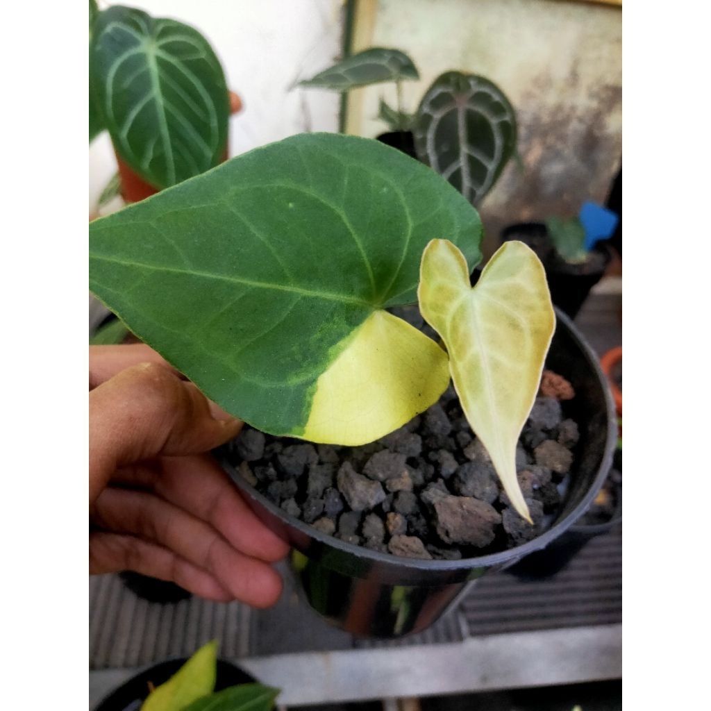 anthurium clarinervium varigata real pict