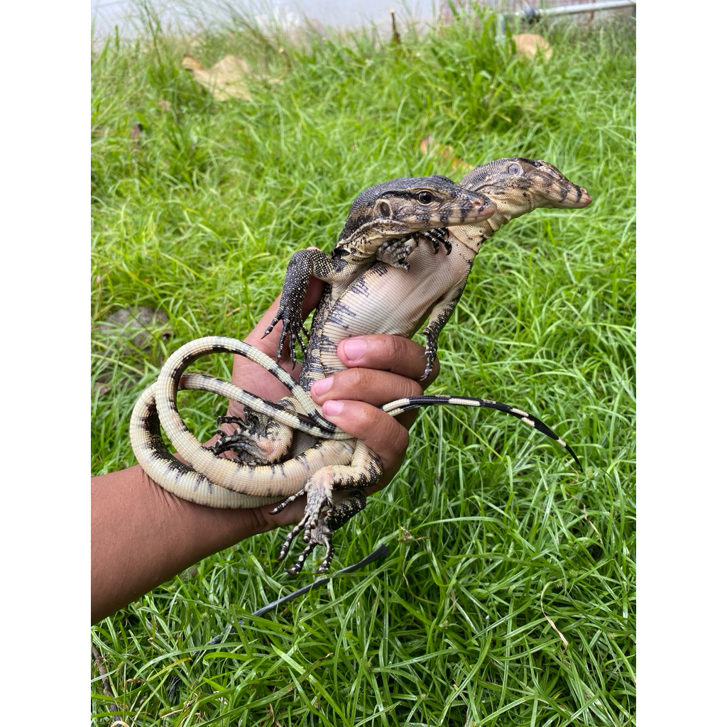 varanus salvator juve 60cm an | hiasan akuarium besar