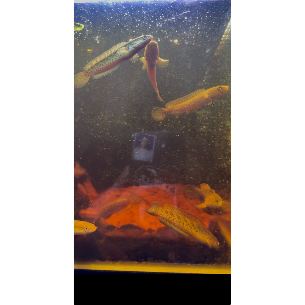 PROMO SPESIAL  soliter serbaguna baby stewartii BERGARANSI