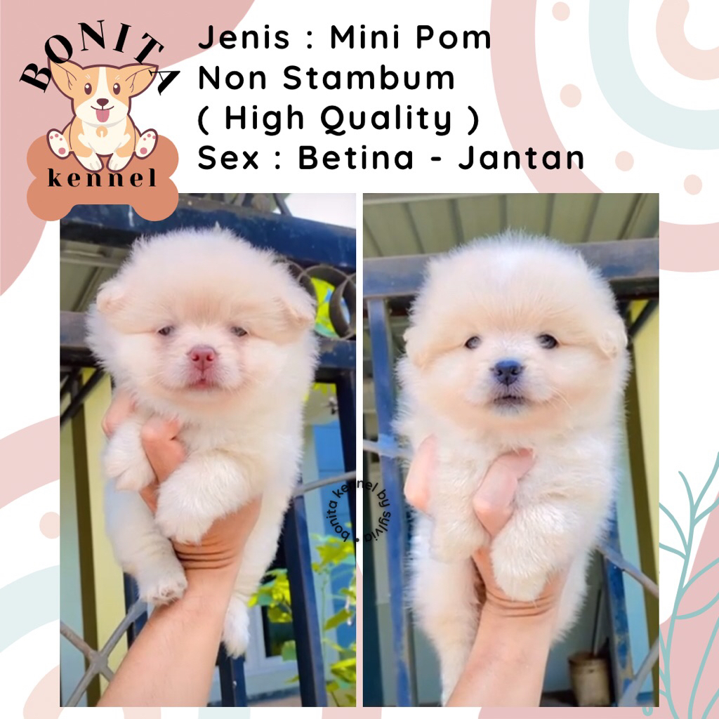 Mini Pomeranian Non Stambum MiniPom Anakan Anjing Mini Pom Jantan Mini Pom Snow White
