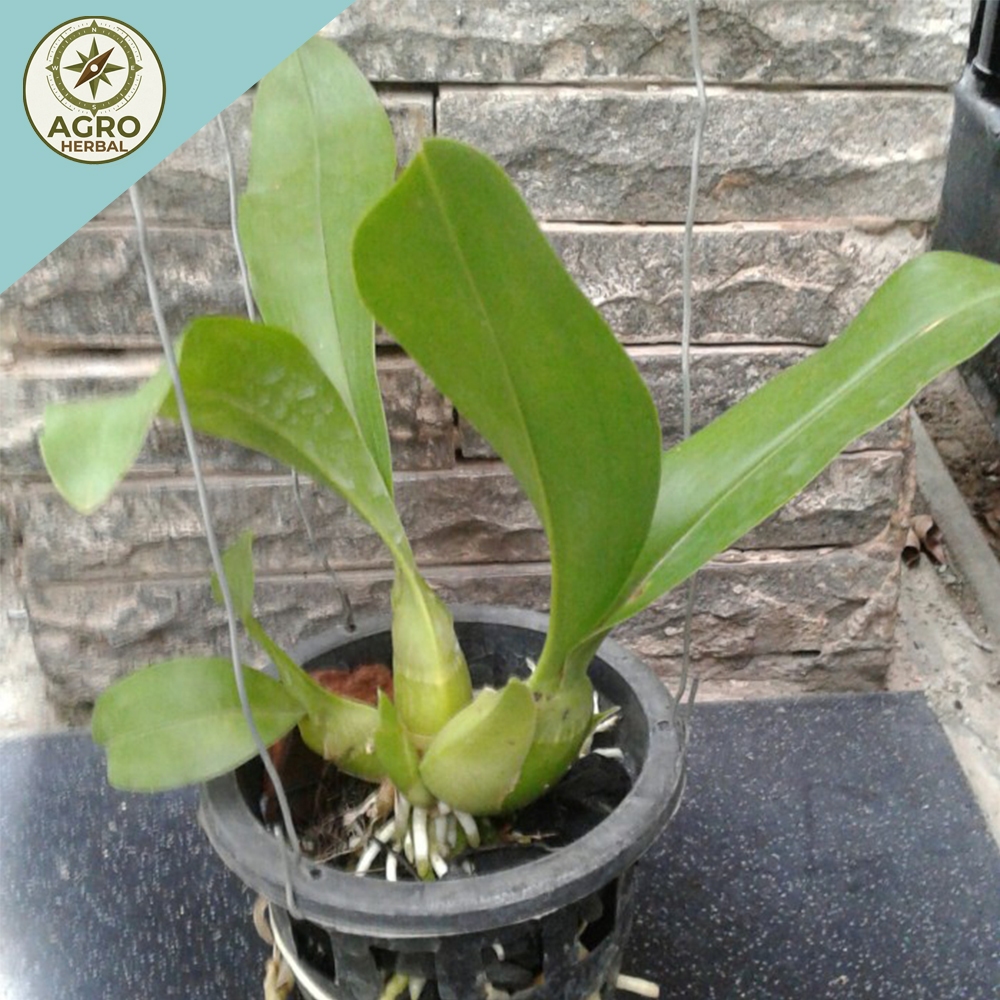 Anggrek Grammatophyllum Martae Seedling Dewasa