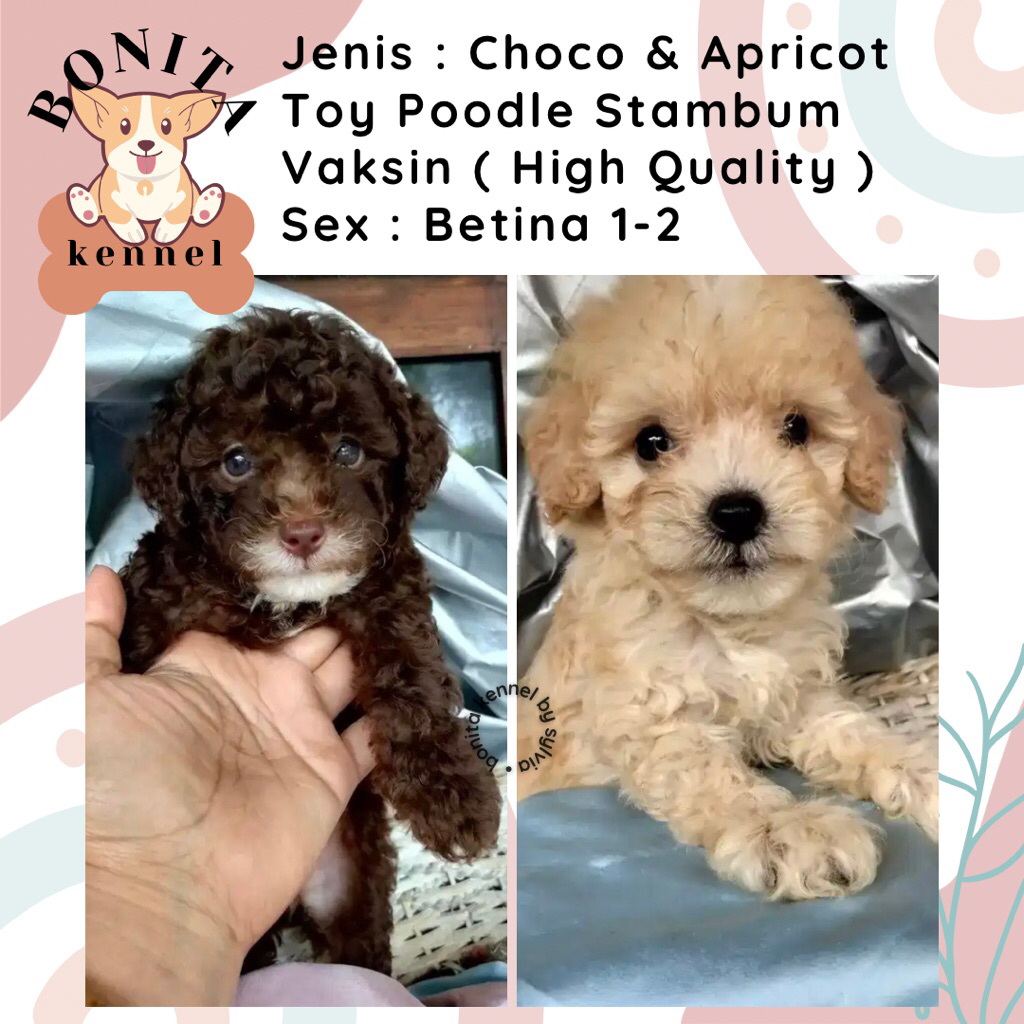 Apricot Red Tiny Toy Poodle Stambum Anak Anjing Poodle Jantan Betina