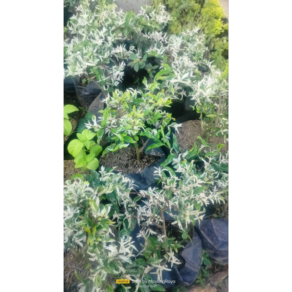 Bibit Tanaman hias bahan bonsai anting putri salju tanaman taman