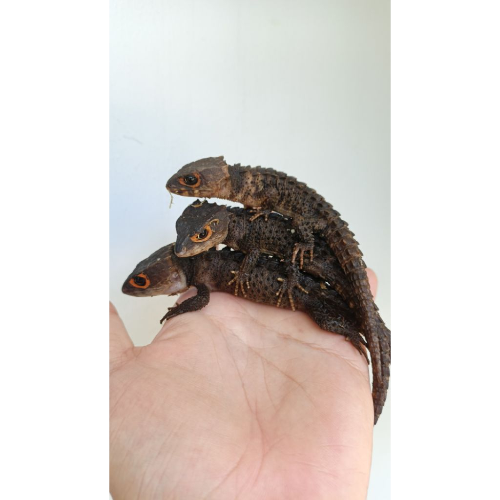 MAINAN ANAK CROCODILE SKINK