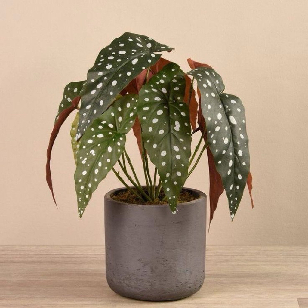 Begonia polkadot | Tanaman begonia polkadot | Begonia maculata | Begonia plants