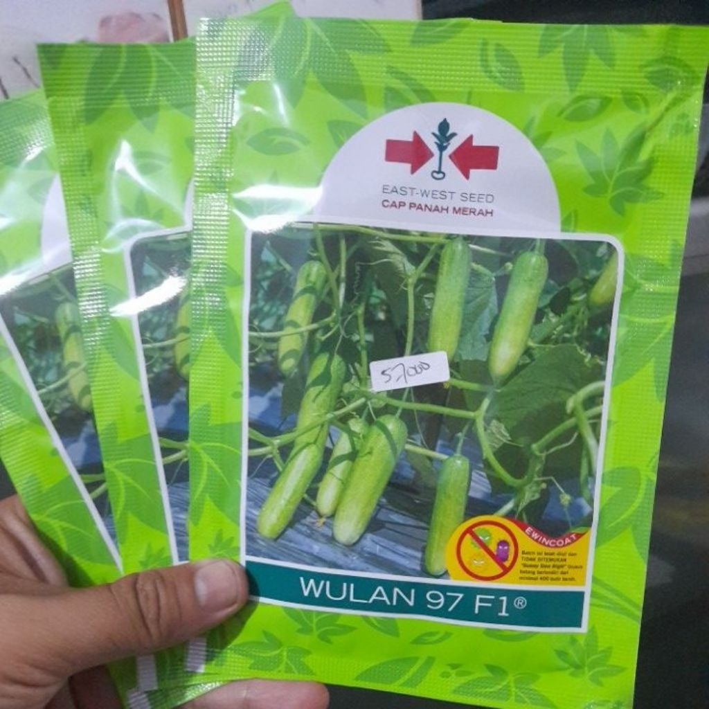 Wulan 97 F1 benih mentimun super isi 800 biji