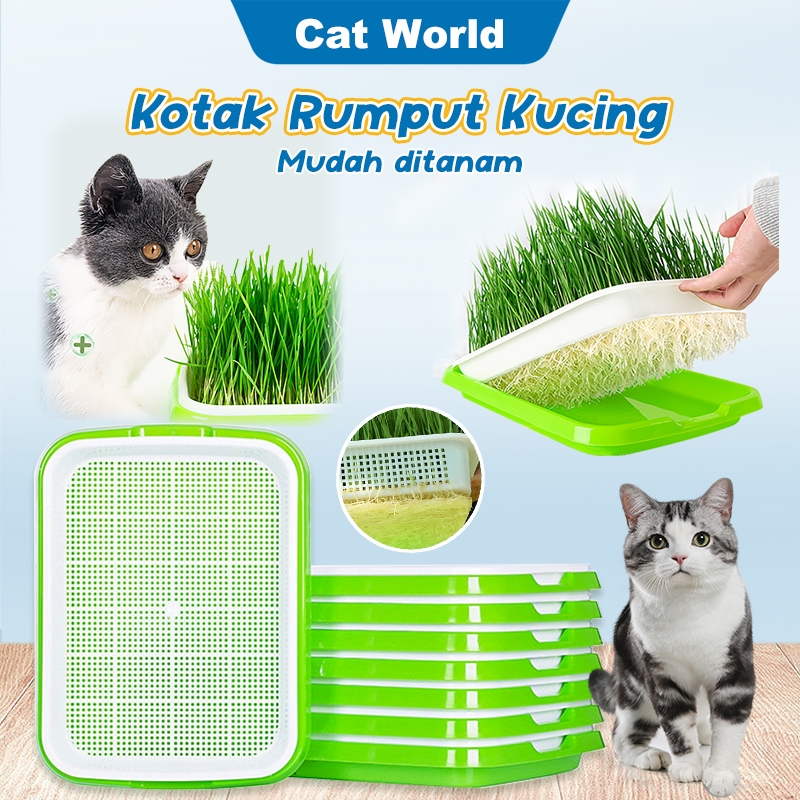 Rumput kucing Kucing memakan rumput Rumput hidroponik kucing Kotak rumput kucing