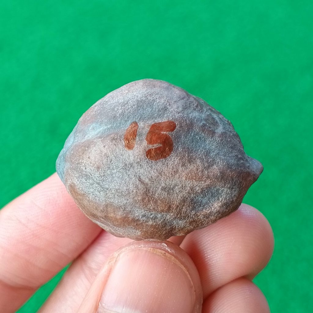 Muncang Adu MD Domba JR kode 15