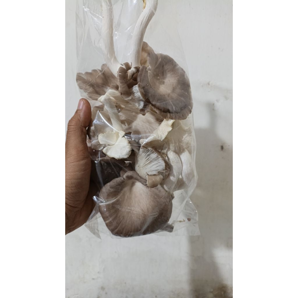 250 Gr JAMUR TIRAM COKLAT / JAMUR TIRAM COKLAT ORGANIK