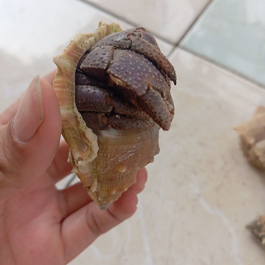 kelomang darat /Paket Kelomang Darat untuk Edukasi & Koleksi