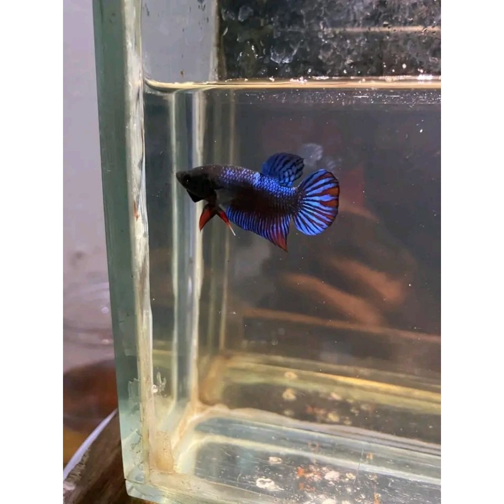 CUPANG MALE BAGAN SUPER GIANT SIAP FIGHT GRADE A GARANSI JIKA MATI