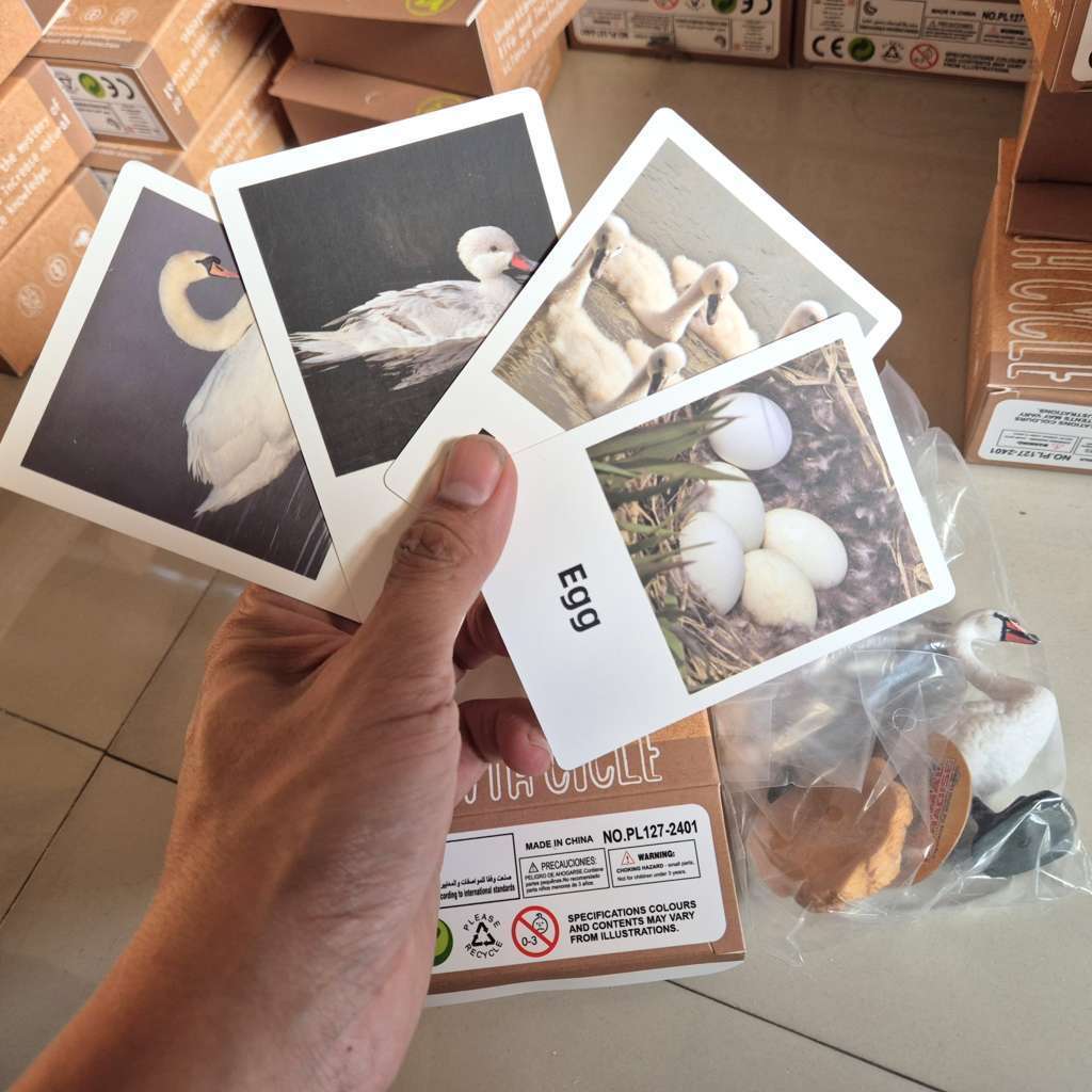 Mainan edukasi Siklus hidup Angsa putih hitam Bebek Ayam coklat Cock hewan dengan Flash Card Animal 