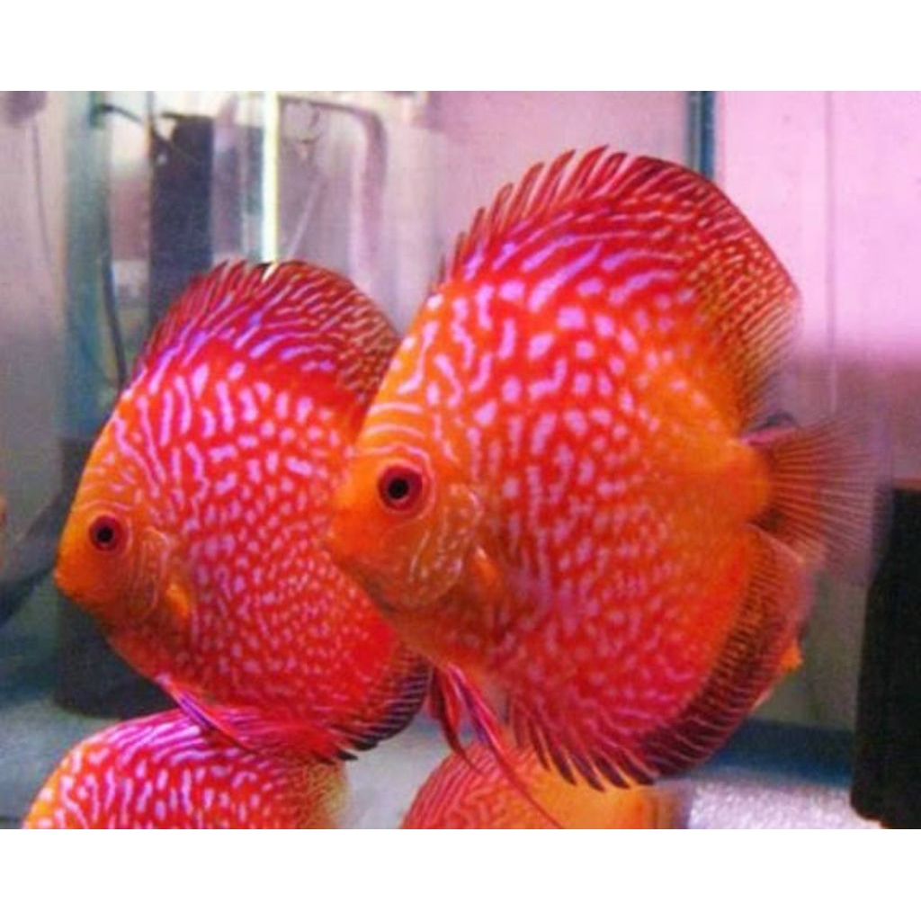 red pigeon hiasan aquarium discus elegan
