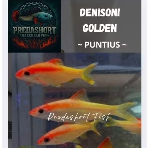 koleksi puntius denisoni golden premium berkualitas bergaransi
