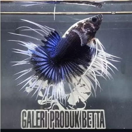 CUPANG CROWNTAIL / CUPANG SERIT MULTICOLOR