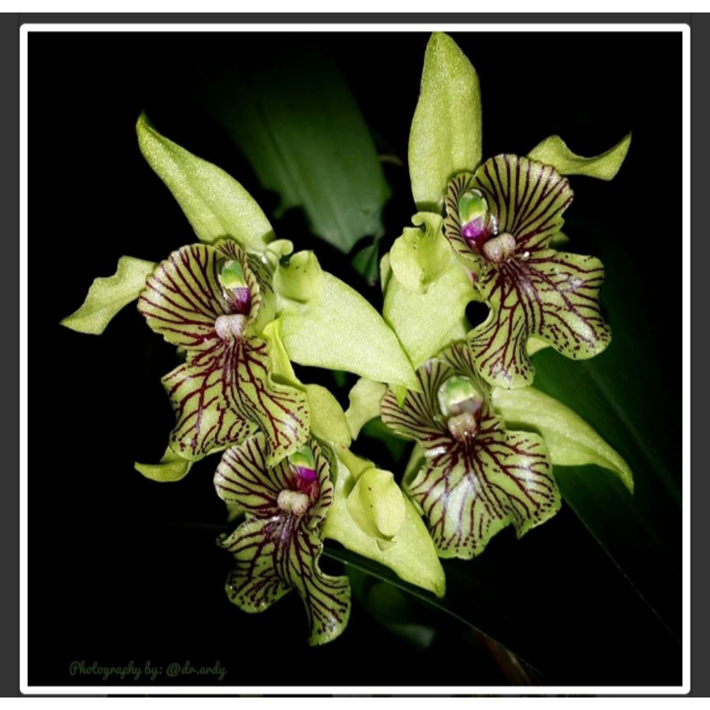 Dendrobium Excelsa