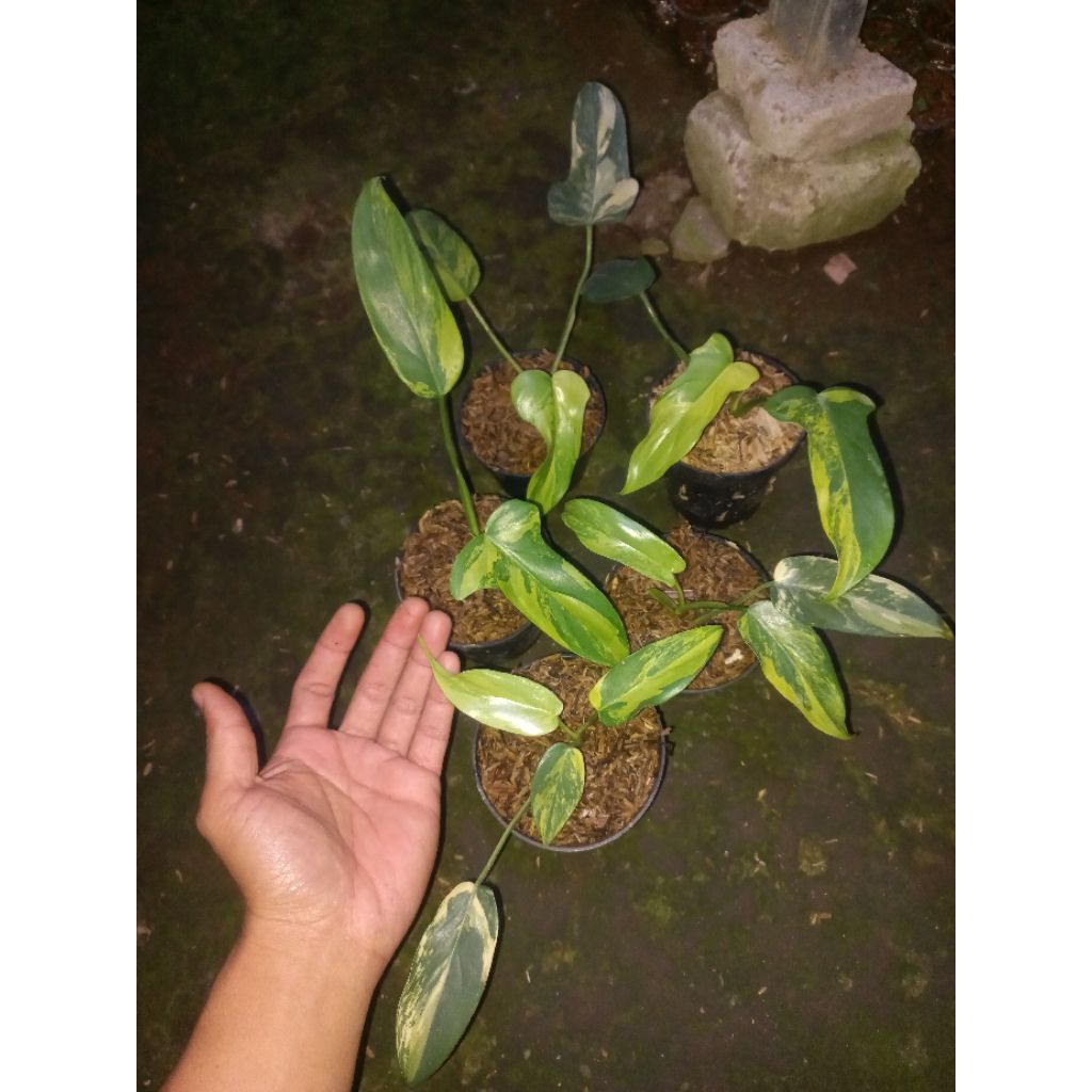 Tanaman Hias Philodendron Violin Variegata / Philo Violin Variegata Aurea