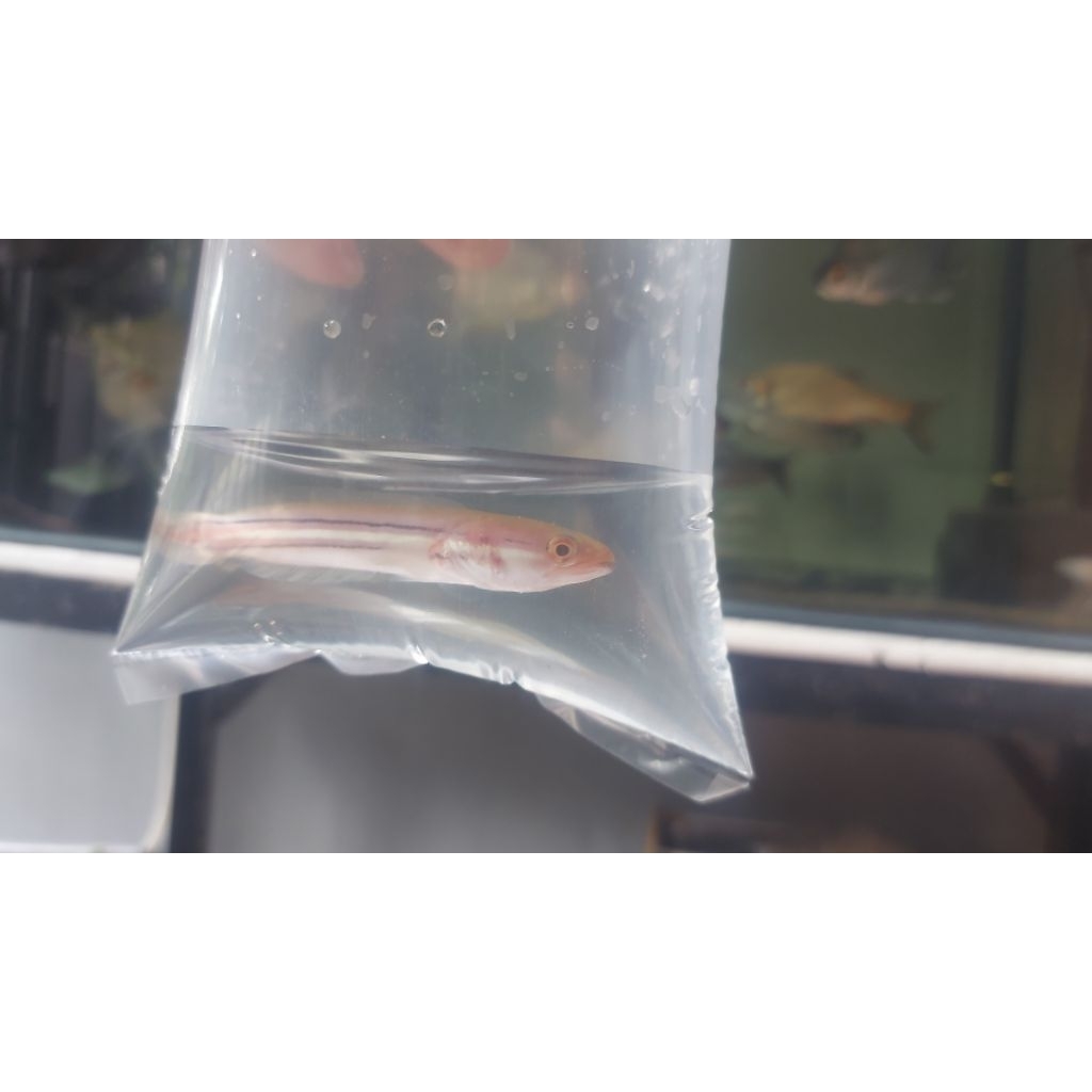 Mainan Channa Micropeltes Xhantic