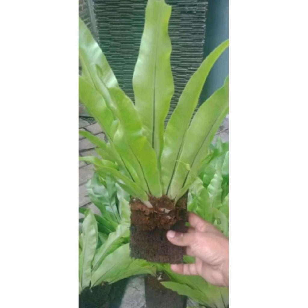 kadaka tempel dinding ukuran sedang/ hiasan dinding rumah