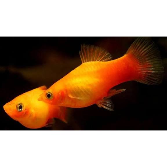 Dekorasi akuarium INDUKAN Molly Oren