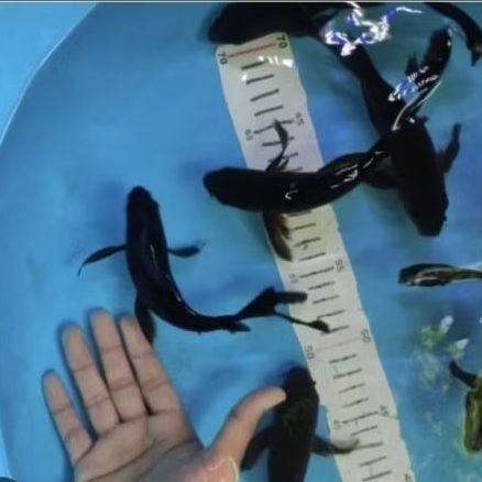 koi karasu slayer size 15cm