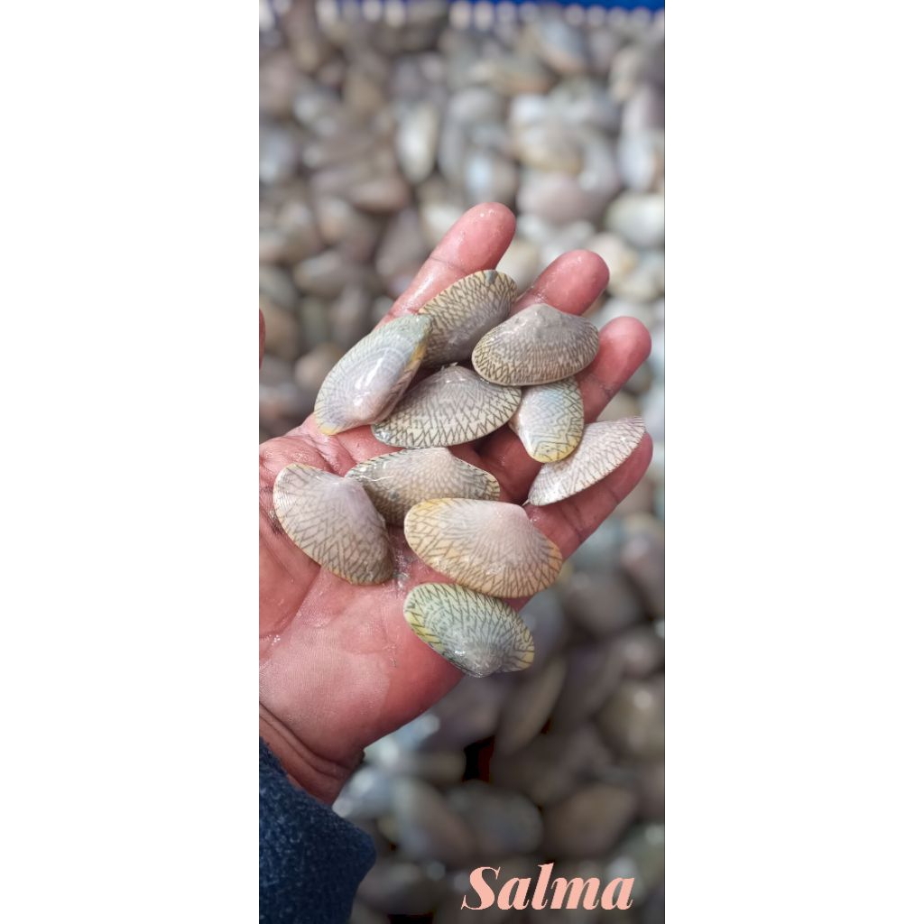 kerang batik segar kerang hidup fresh Frozen