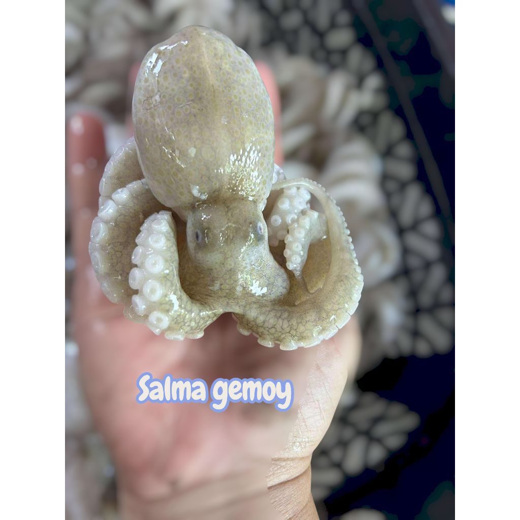 gurita kipang segar &baby gurita hasil laut super premium