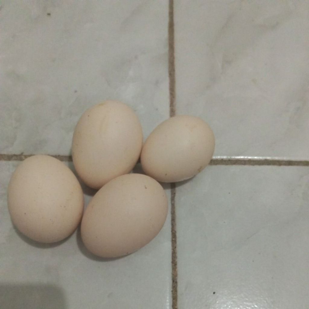 Telur Ayam Elba Fertil