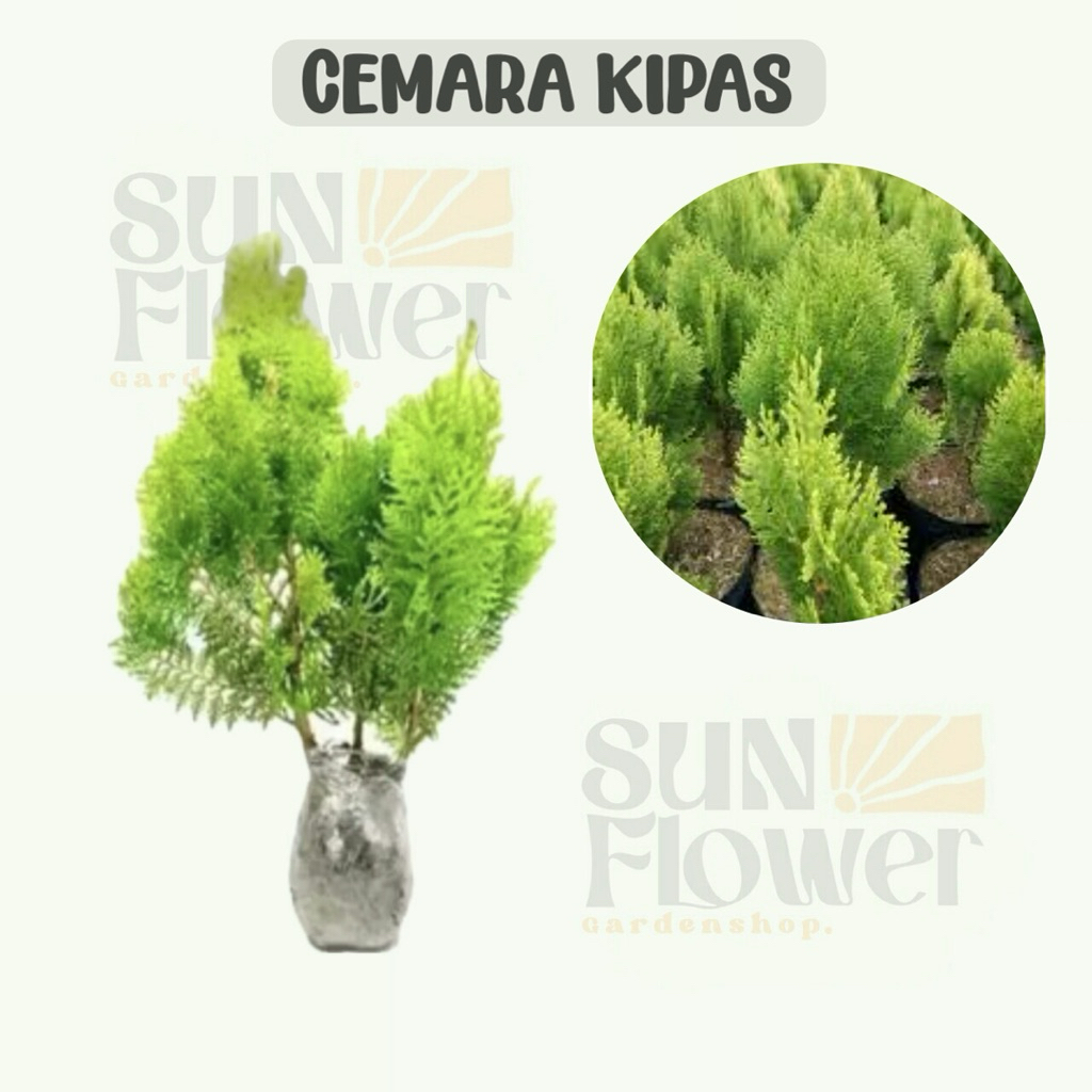 cemara kipas /tanaman cemara kipas hidup