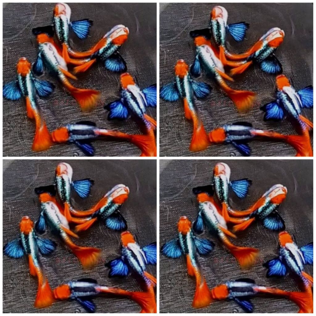 GUPPY PRTDE KOI INDUKAN SIAP BREEDING