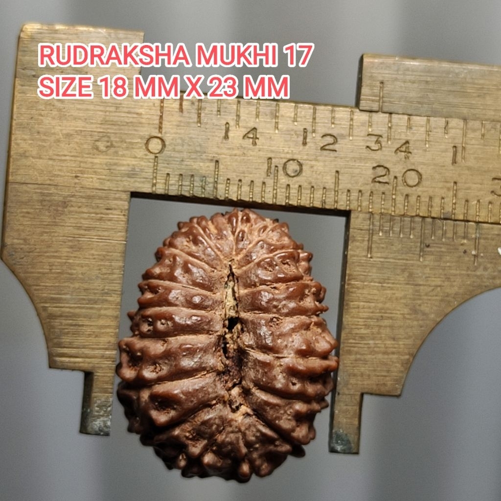 LIONTIN RUDRAKSHA MUKHI 17 SIZE 18 MM X 23 MM