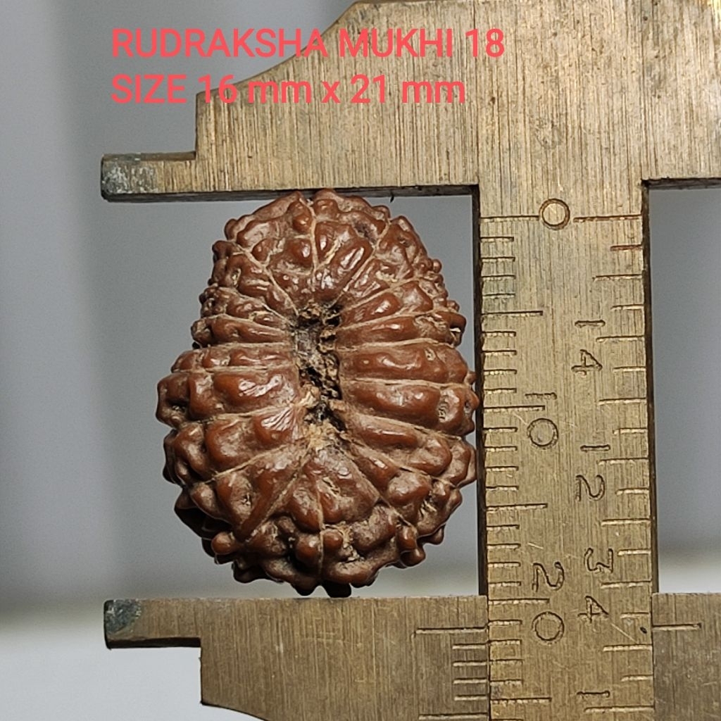 LIONTIN RUDRAKSHA MUKHI 18 SIZE 16 MM X 21 MM