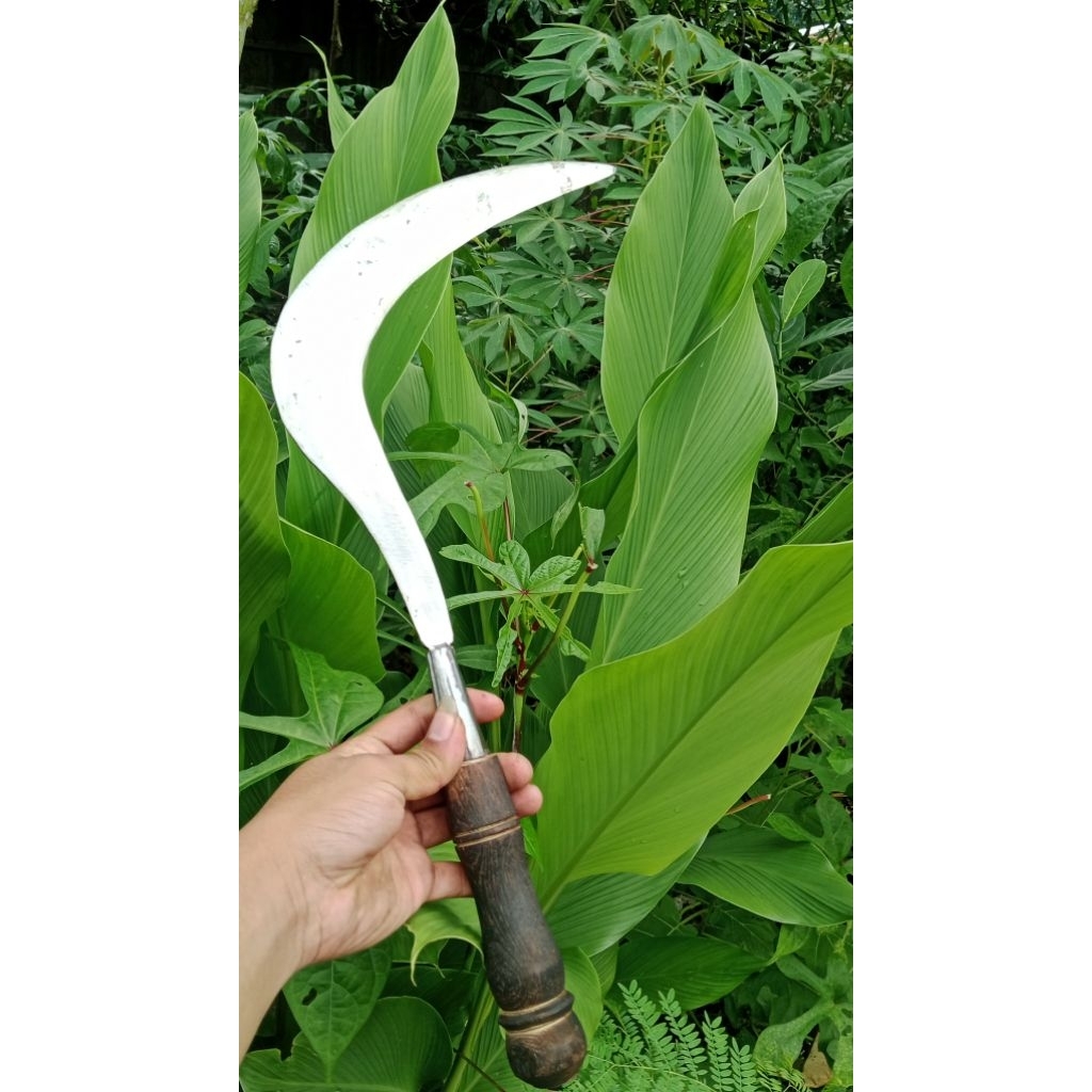 Sabit Rumput Baja Murni Bintang Lima