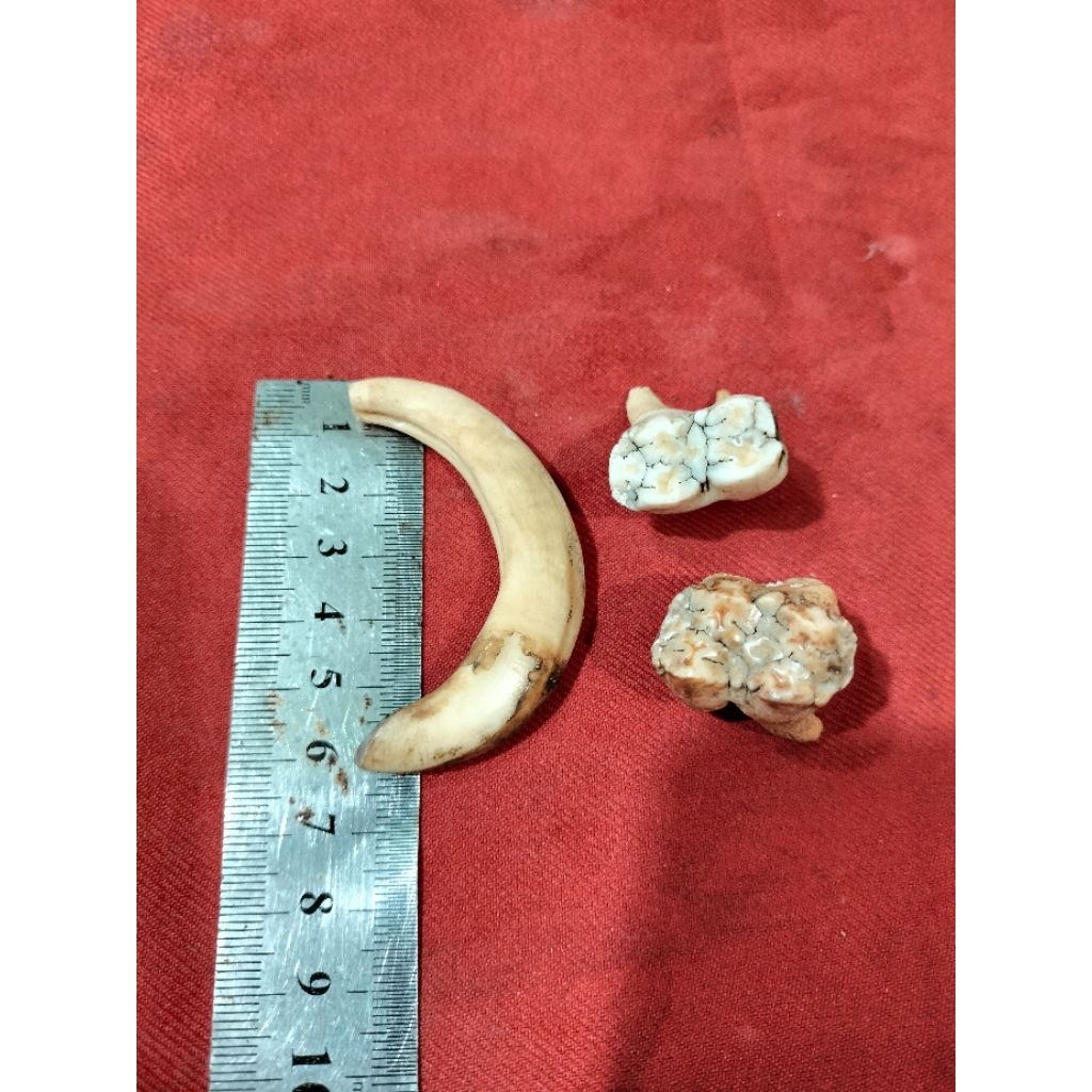 Taring babii setengah melingkar dan giginyaa.dijamin asli