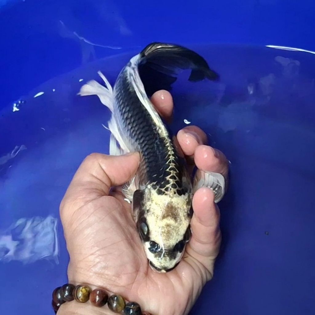 Ikan Koi Blitar Jenis Kumpay Slayer / Rumah Koi Jakarta / kode 0013
