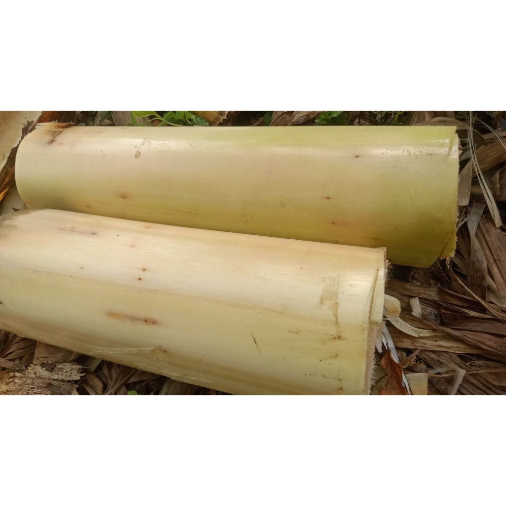 gedebok pisang segar