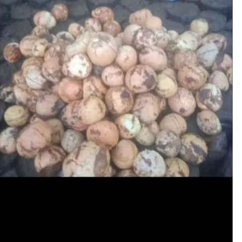 biji alpukat siap semai 1 kg