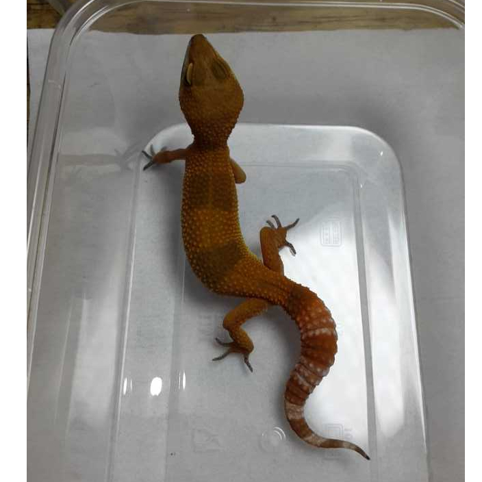 Leopard Gecko SHTCT | Gecko Sehat Aktif | Reptile Jinak Mudah Dipelihara - SH02UN