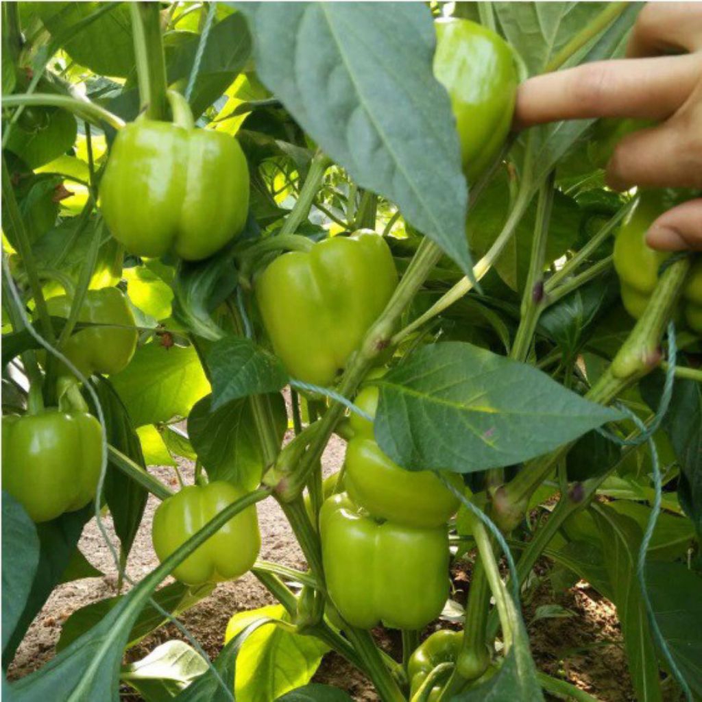 Benih Bibit Biji Paprika Hijau F1 Super Besar ISI 5 BENIH