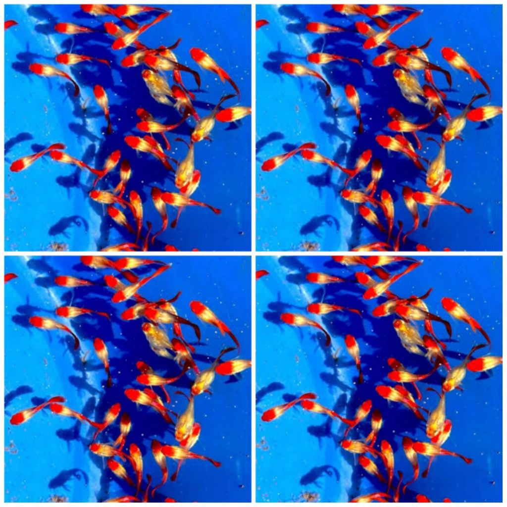 GUPPY NEMO KOI / BLONDE KOI INDUKAN SIAP BREEDING