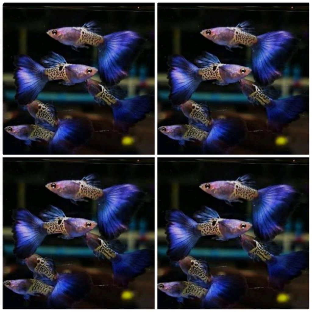 GUPPY METAL SNAKE SKIN BLUE TAIL/MSSBT INDUKAN