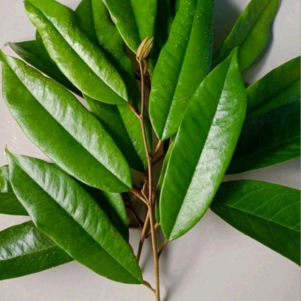 10 pcs ENTRES DURIAN MUSANGKING